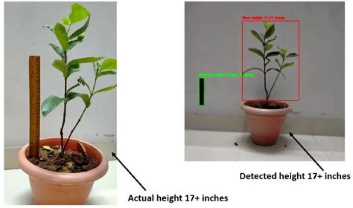 How is plant height measured