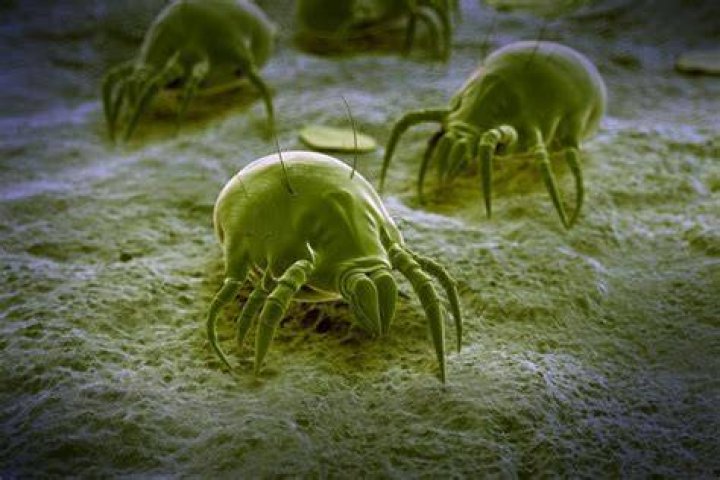 How long can dust mites live