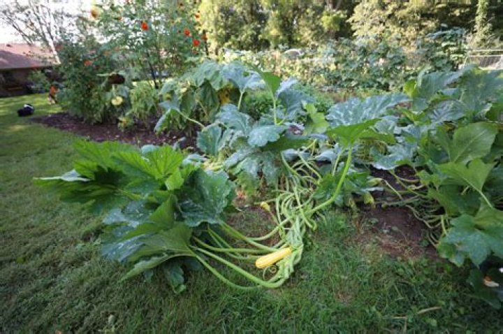 How long can you keep squash