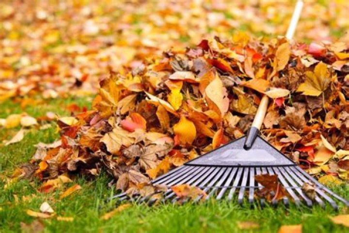 How long do fall leaves last