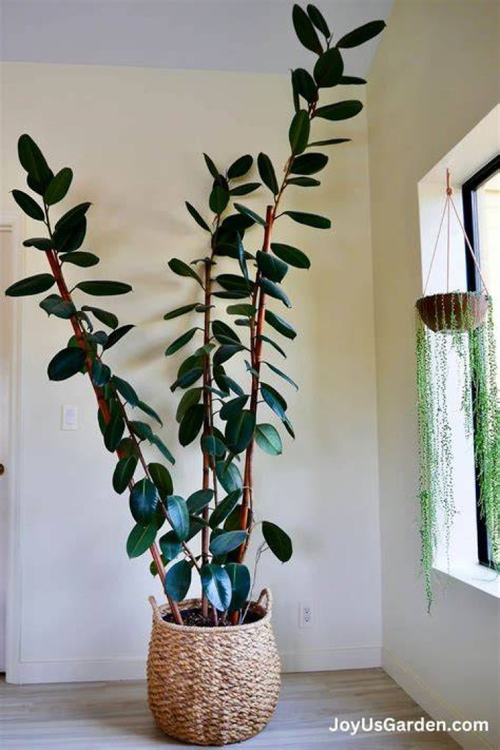 How long do ficus trees live