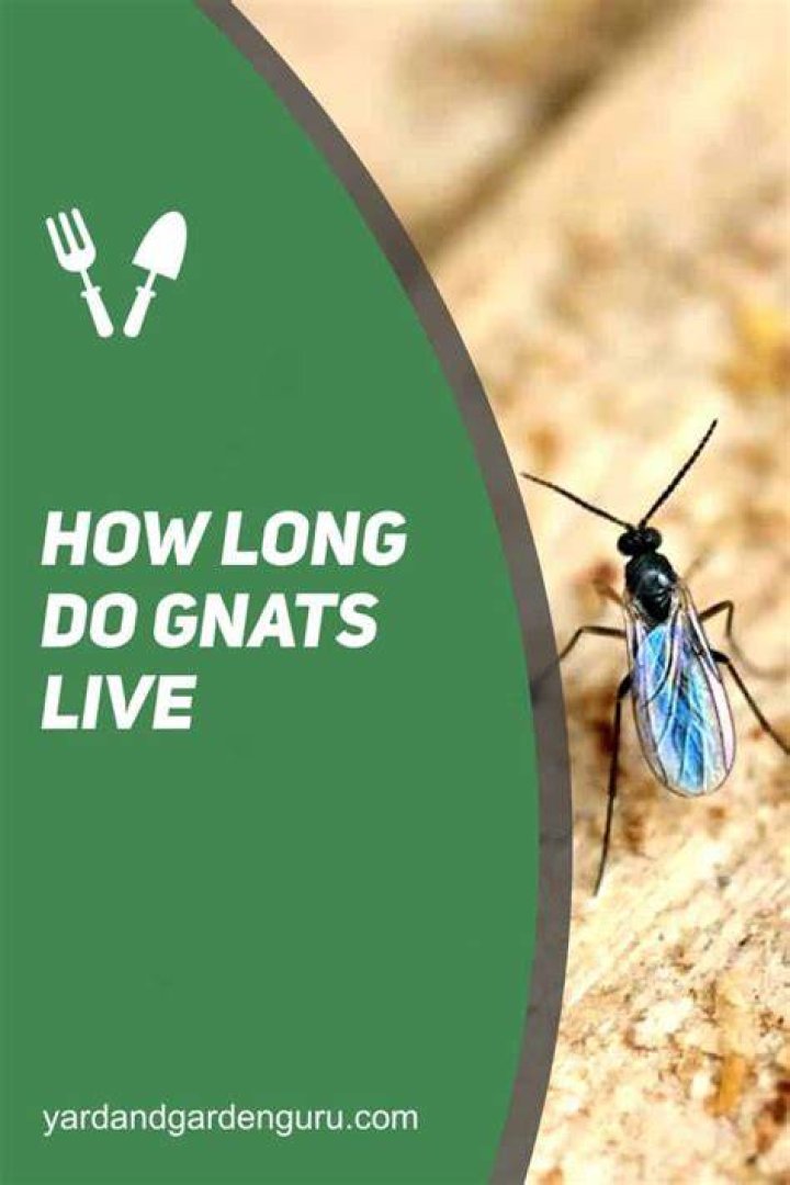 How long do gnat larvae live