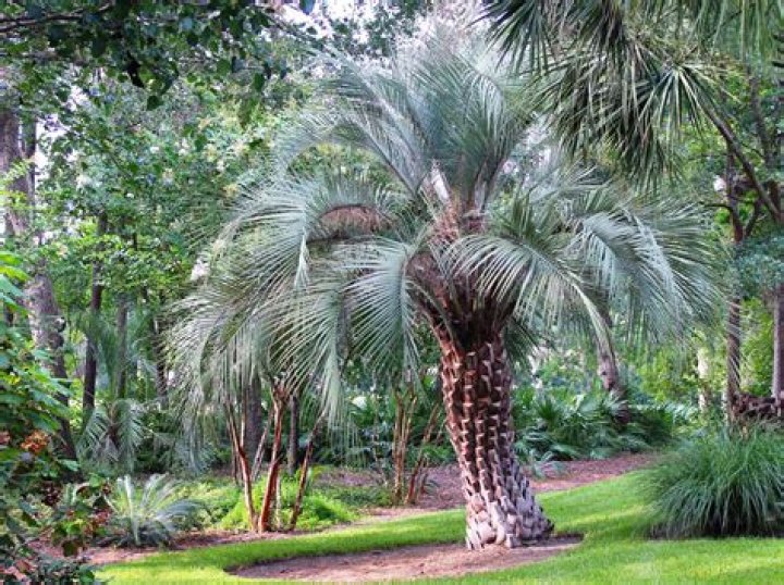How long do Pindo palms live