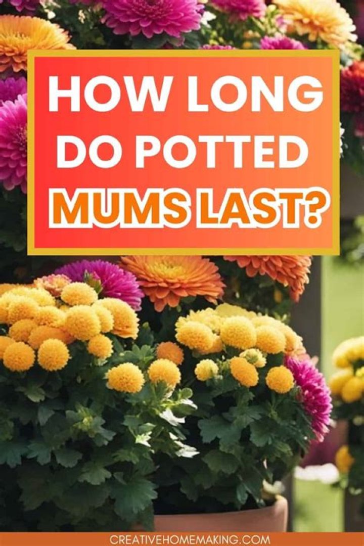 How long do potted mums last