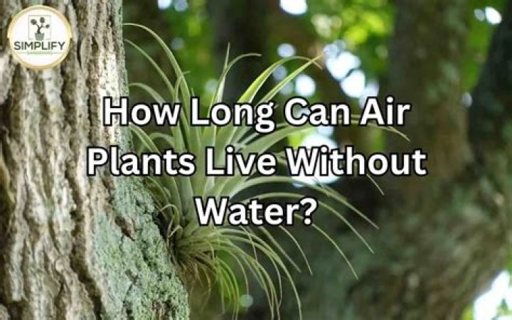How long do sage plants live