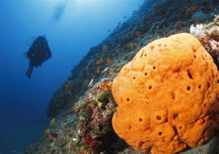 How long do sea sponges live