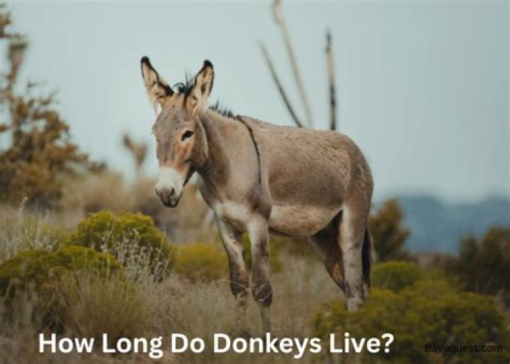 How long do silk trees live