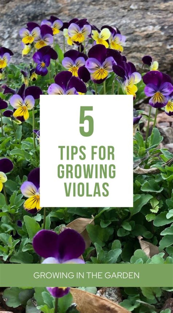 How long do violas bloom for