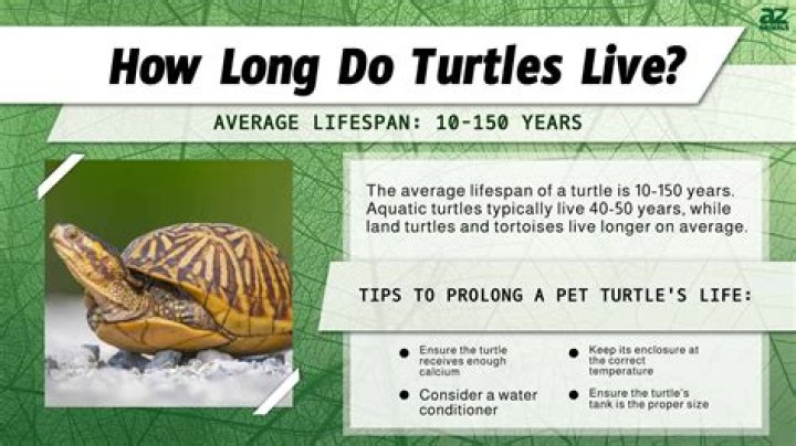How long do Wattles live for