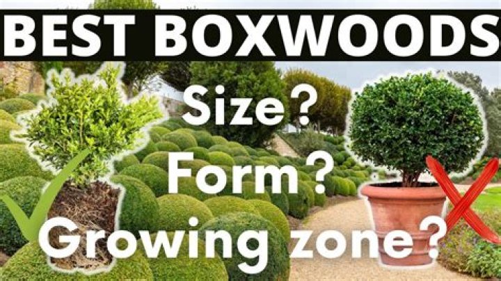 How long does a boxwood live