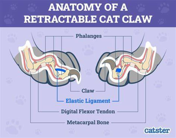 How long does claw hand last