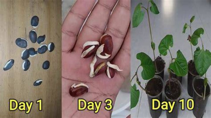 How long does it take for pole beans to germinate