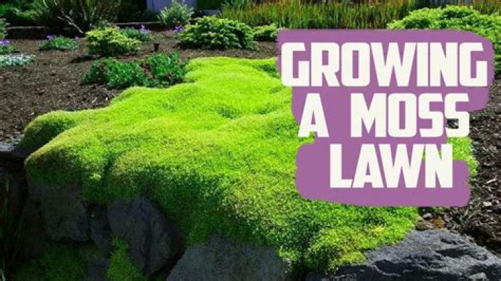 How long does moss ball last