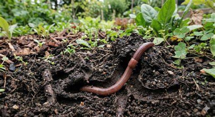 How long does worm wee last