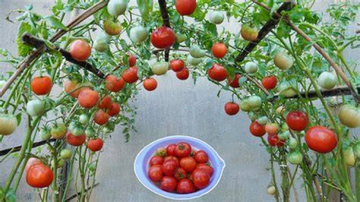 How long grape tomatoes grow