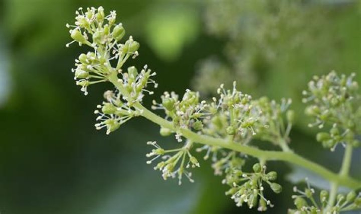 How long is grape flowering