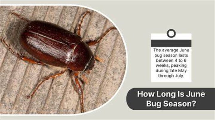 How long is June bug season