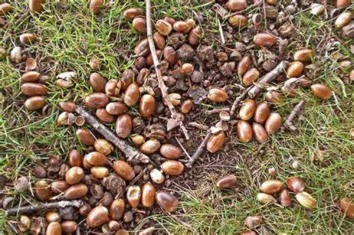 How long will an acorn last