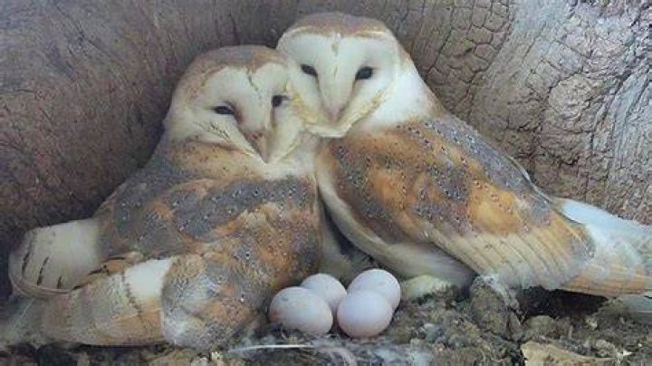 How many babies do owls have