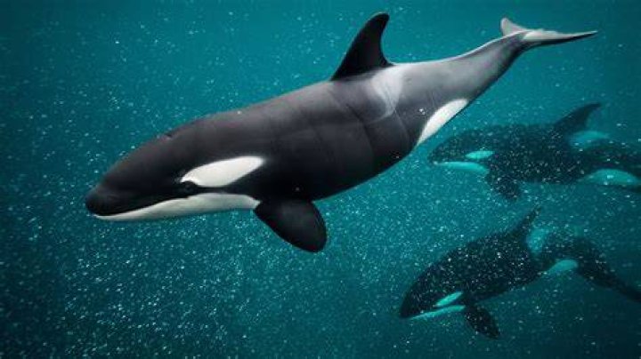 How many bones do orcas have