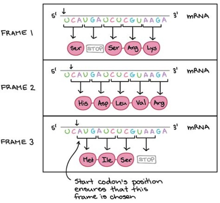 How many codons make up mRNA