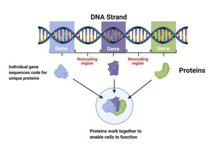 How many genes make proteins