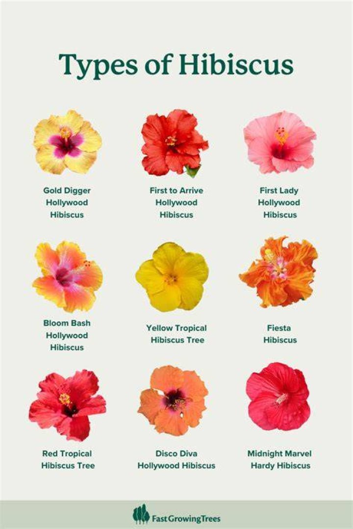 How many hibiscus are there