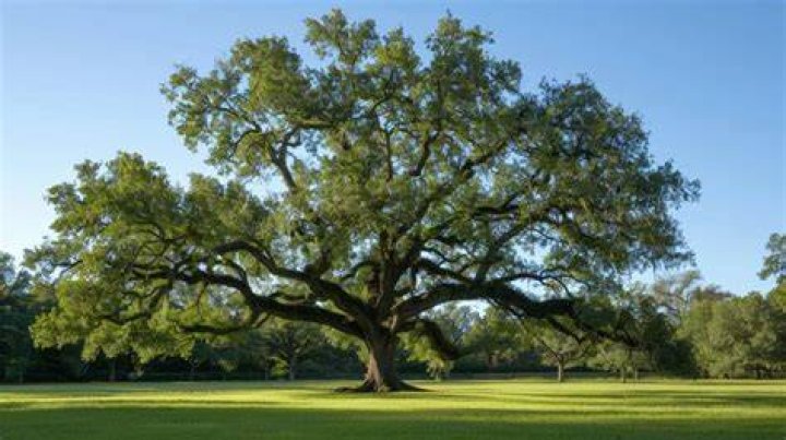 How many oak trees are there