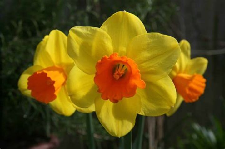 How many petals do daffodil
