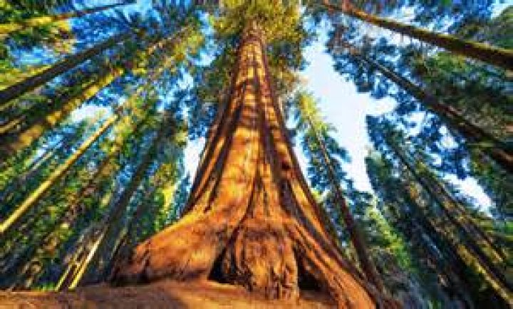 How many redwood trees exist