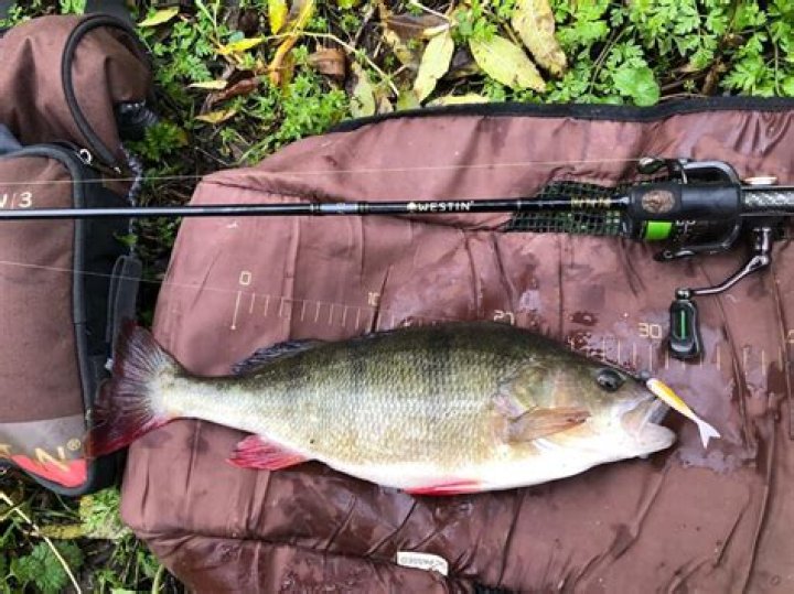 How many rods are in a perch