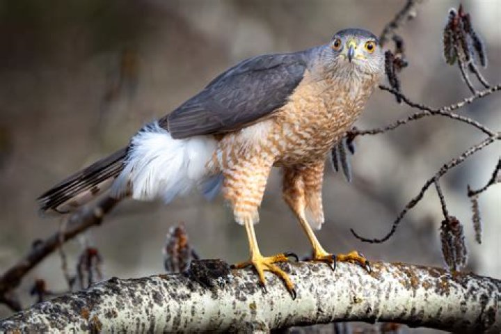 How much do hawks eat daily