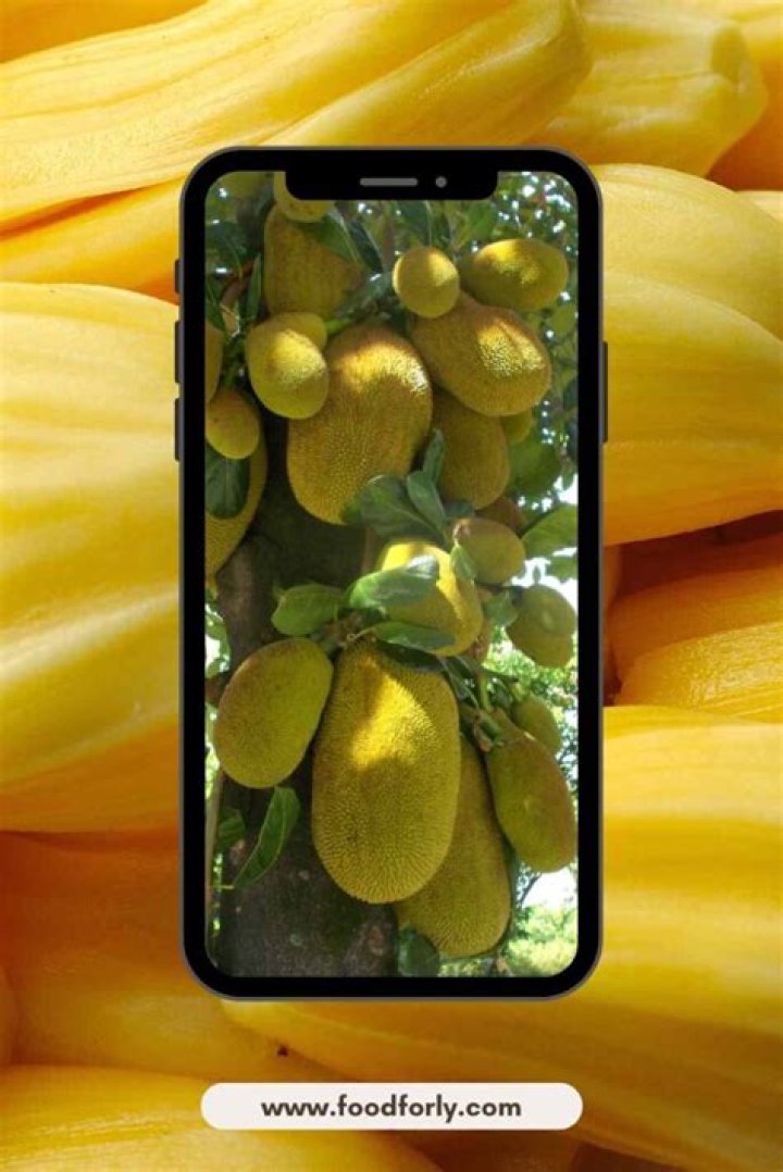 How much does jackfruit cost