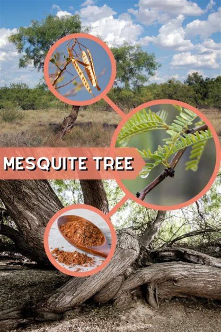 How much does Mesquite cost