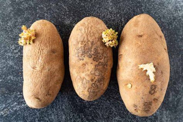 How much raw potato is toxic