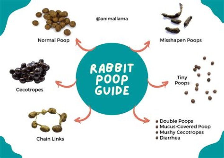 How much should a rabbit pee