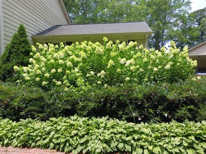 How much sun do little lime hydrangeas need