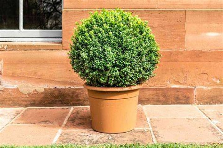 How much water do Buxus need