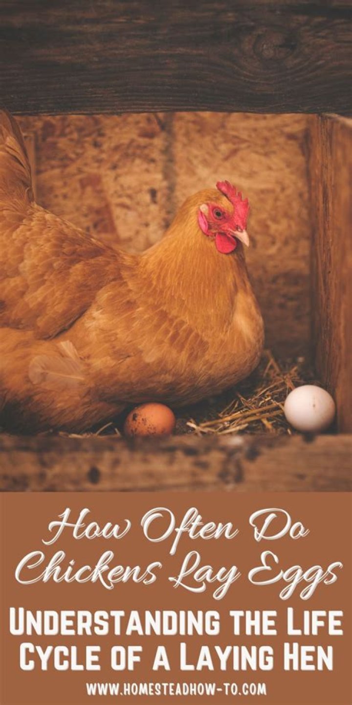 How often do canary lay eggs
