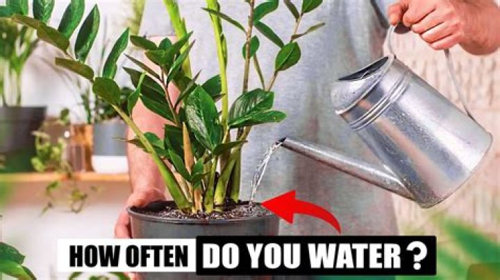 How often do you water Buxus