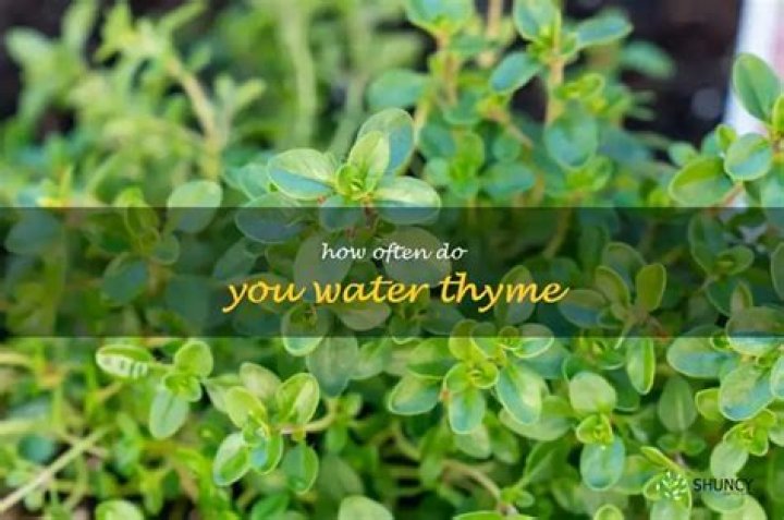 How often do you water thyme