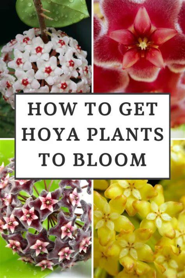 How often does a Hoya flower
