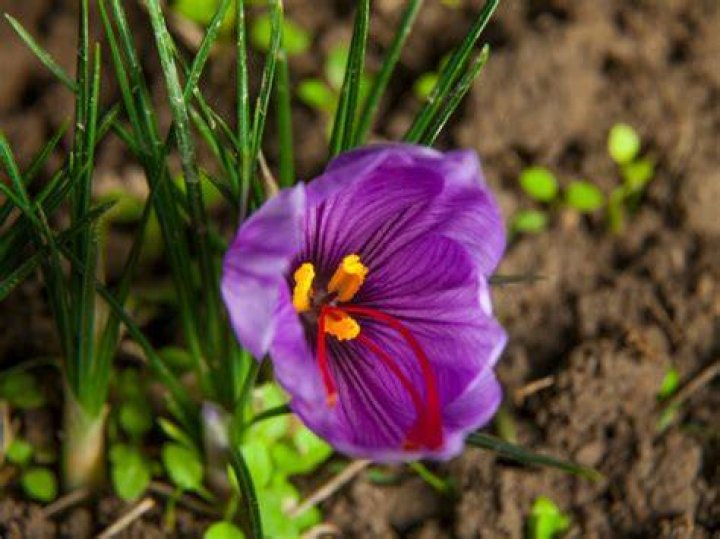 How often does saffron bloom