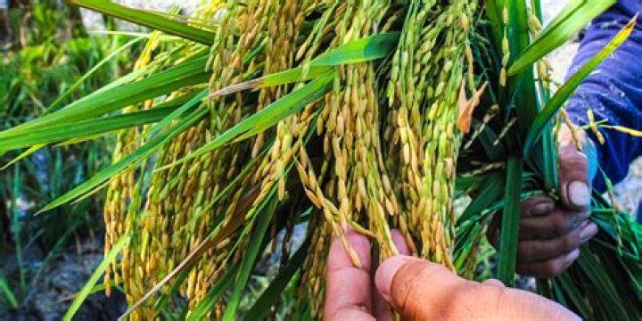 How often is rice harvested