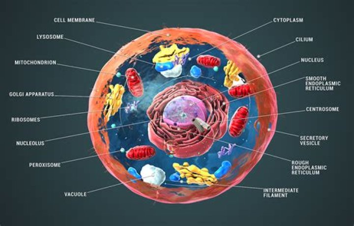 How old are eukaryotic cells