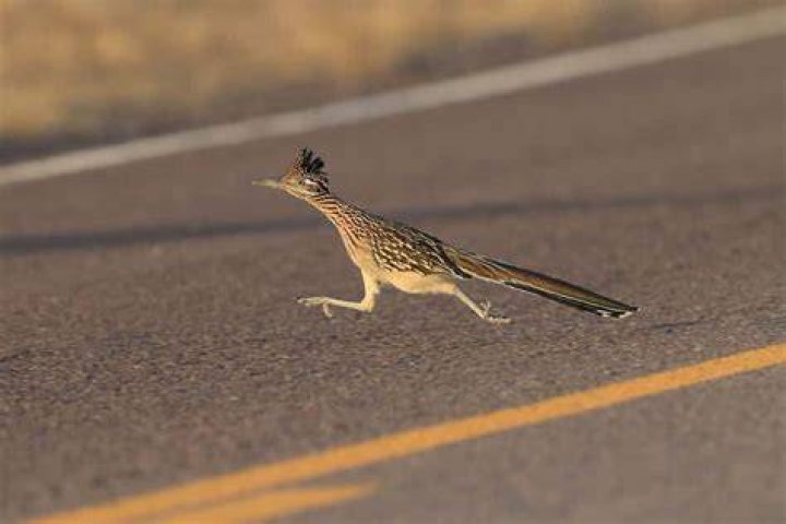How old is Coyote Roadrunner