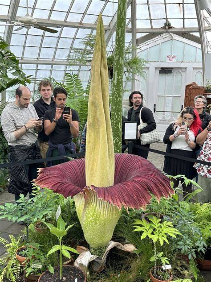 How old is the corpse flower
