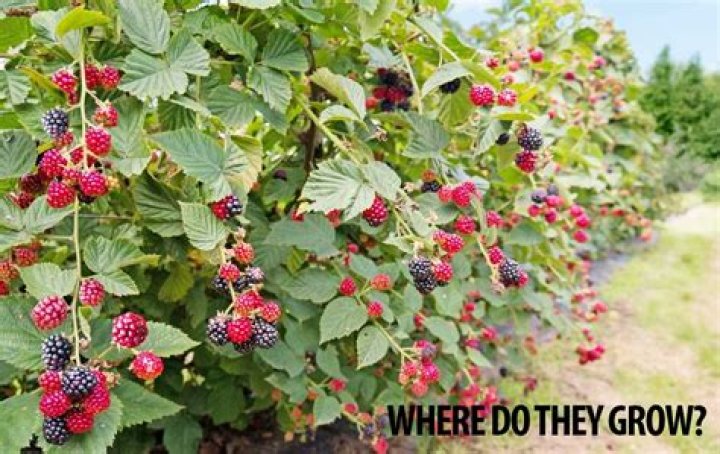 How quickly do Brambles grow