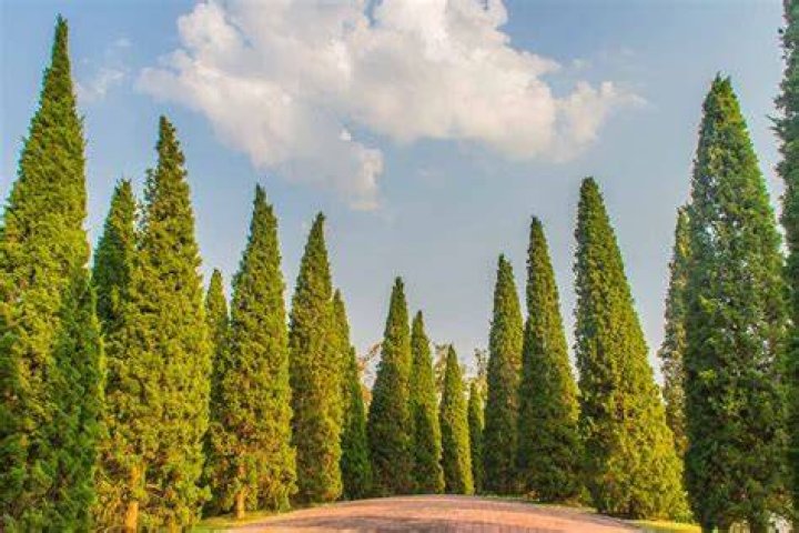 How quickly do junipers grow