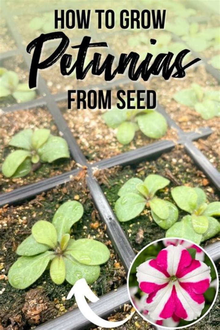 How quickly do petunias grow